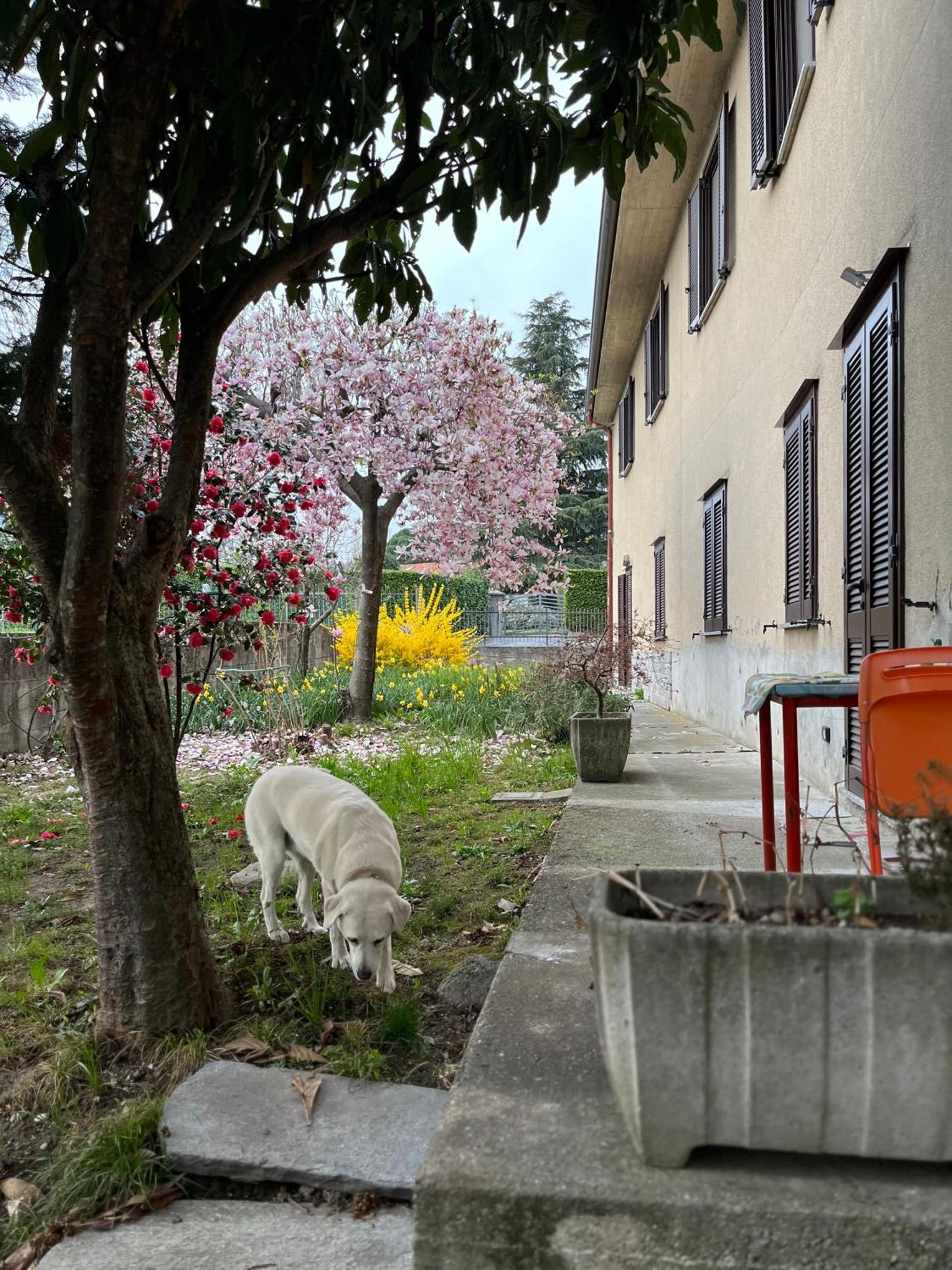 Il Cortile Como Single & Double Room In Apartment No Hotel Eksteriør billede